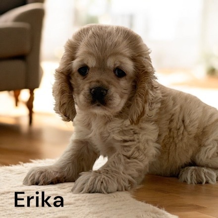 puppy, for, sale, Cocker Spaniel, Joe & Cherri  Overlease, dog, breeder, Miller, MO, dog-breeder, puppy-for-sale, forsale, nearby, find, puppyfind, locator, puppylocator, aca